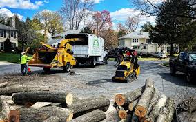 How Our Tree Care Process Works  in  Roanoke, TX