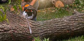 Best Leaf Removal  in Roanoke, TX