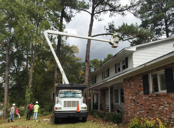 Best Utility Line Clearance  in Roanoke, TX