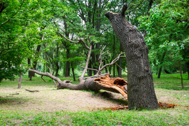 Best Emergency Tree Removal  in Roanoke, TX