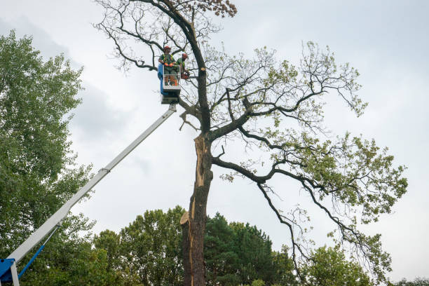 Mulching Services in Roanoke, TX